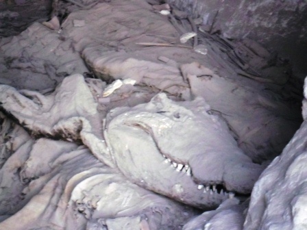 17 Mummie van een krokodil
