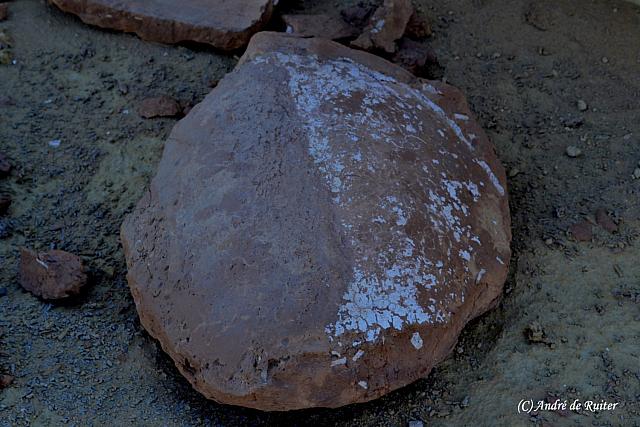 Zeeschildpad