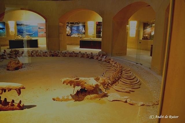 Basilosaurus