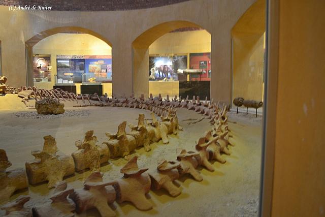 Basilosaurus