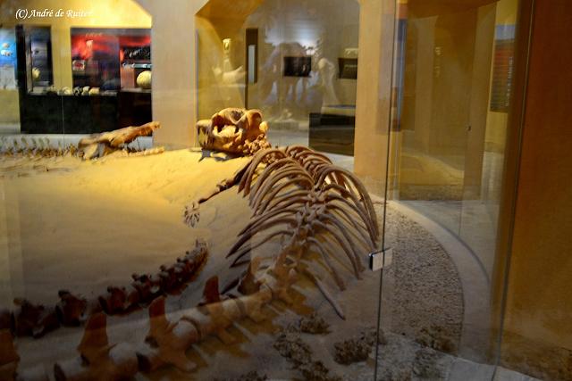 Basilosaurus