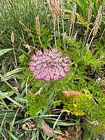 IMG-20250524-WA0023