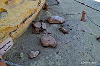 Zeeschildpad