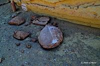 Zeeschildpad