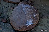 Zeeschildpad