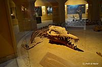 Basilosaurus