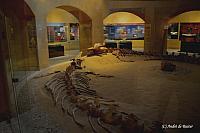 Basilosaurus