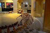 Basilosaurus
