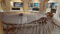 Wadi El-Hitan, museum
